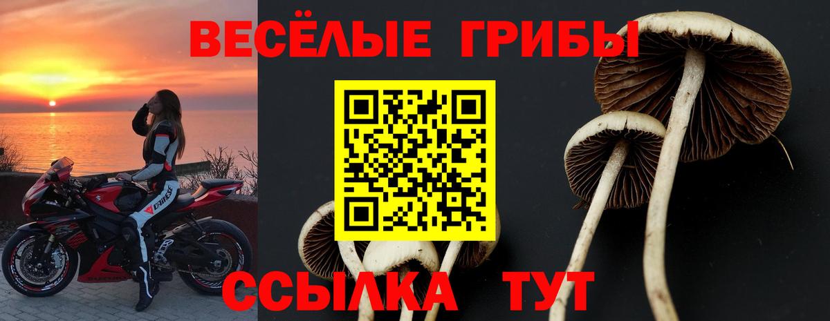 Галлюциногенные грибы Psilocybe Каспийск
